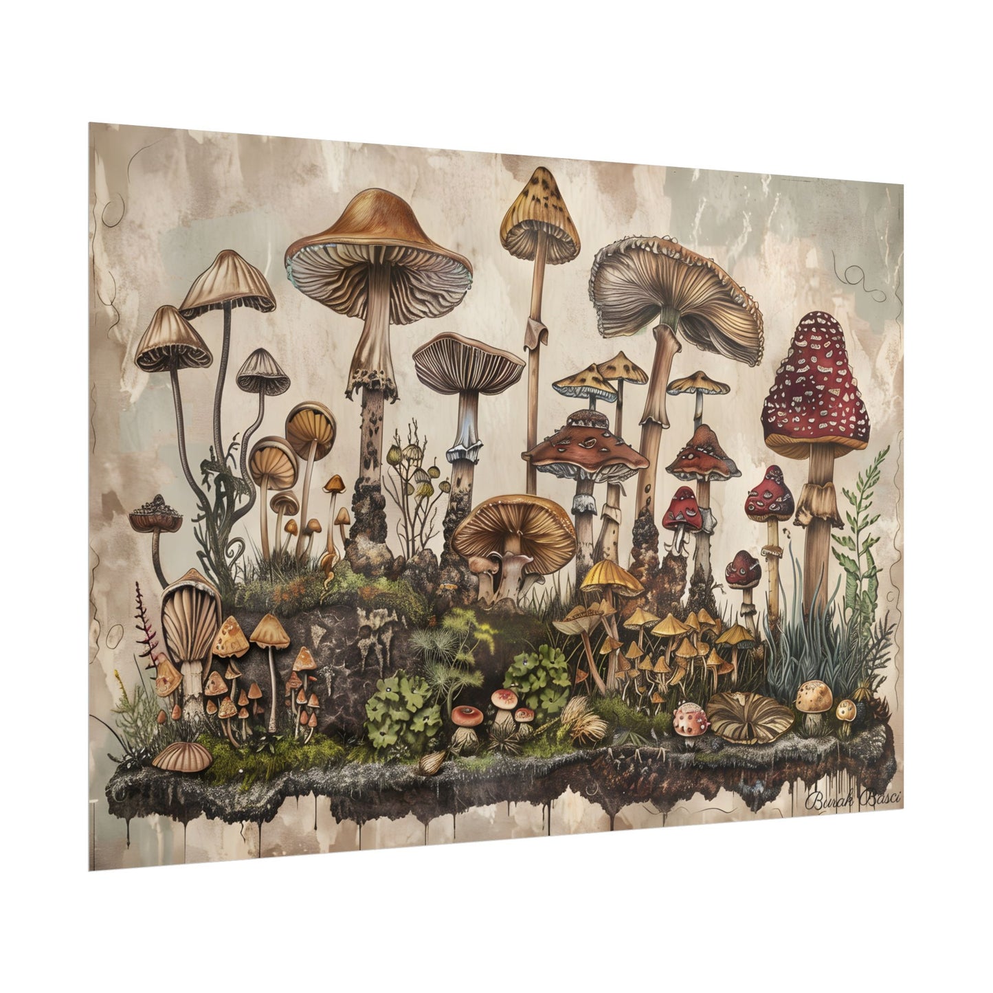 Vintage Mushroom Illustrations: A Collection of Unique Fungi - Poster