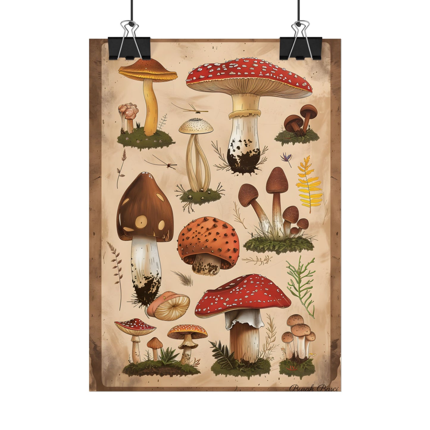 Vibrant Mushroom Species Poster: A Colorful Collection - Poster