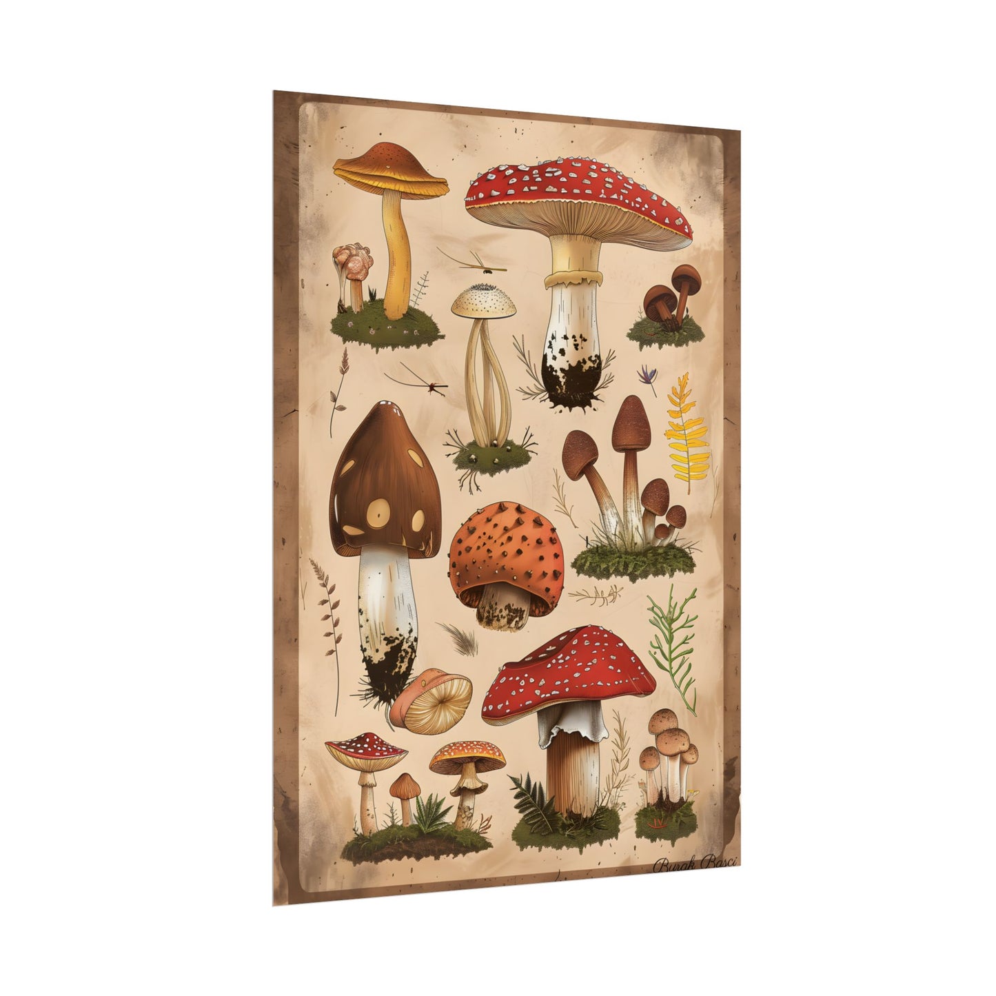 Vibrant Mushroom Species Poster: A Colorful Collection - Poster