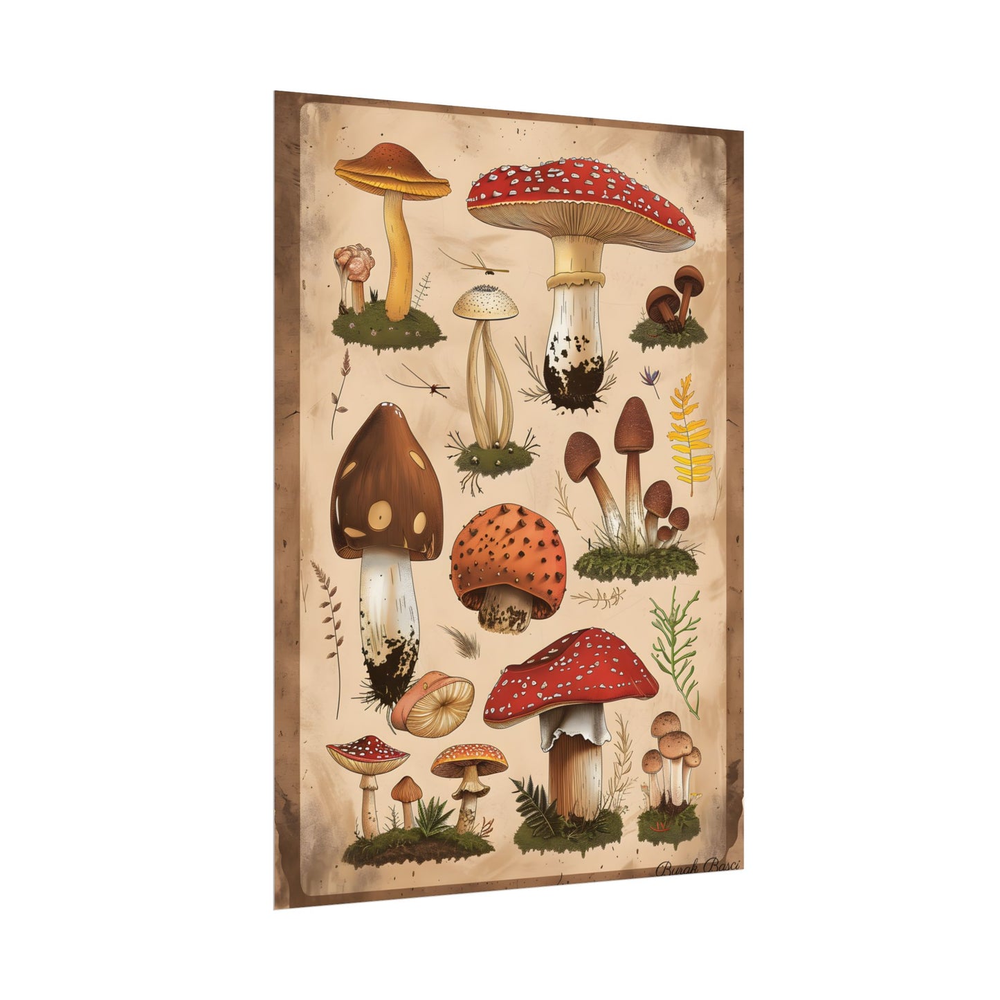 Vibrant Mushroom Species Poster: A Colorful Collection - Poster