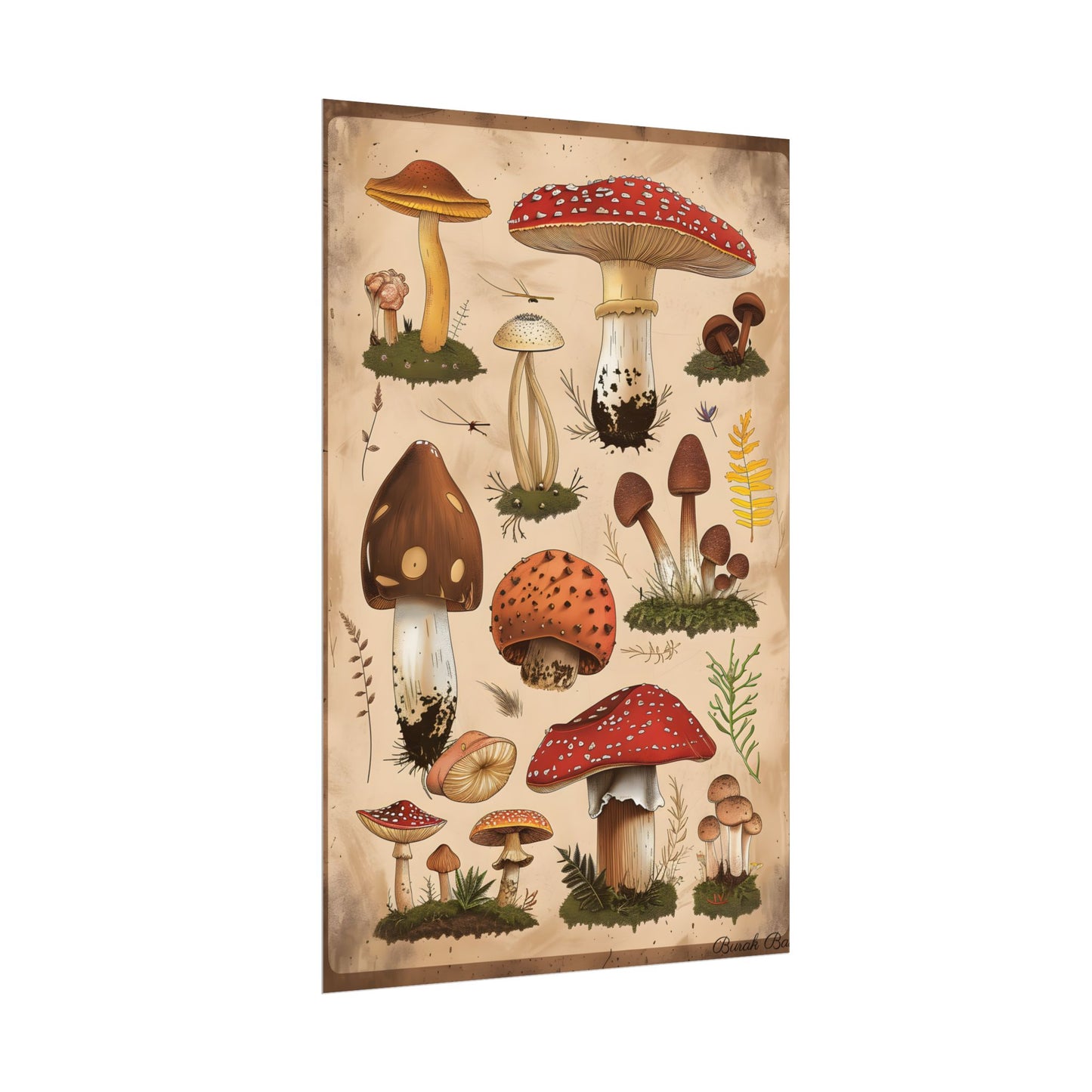Vibrant Mushroom Species Poster: A Colorful Collection - Poster