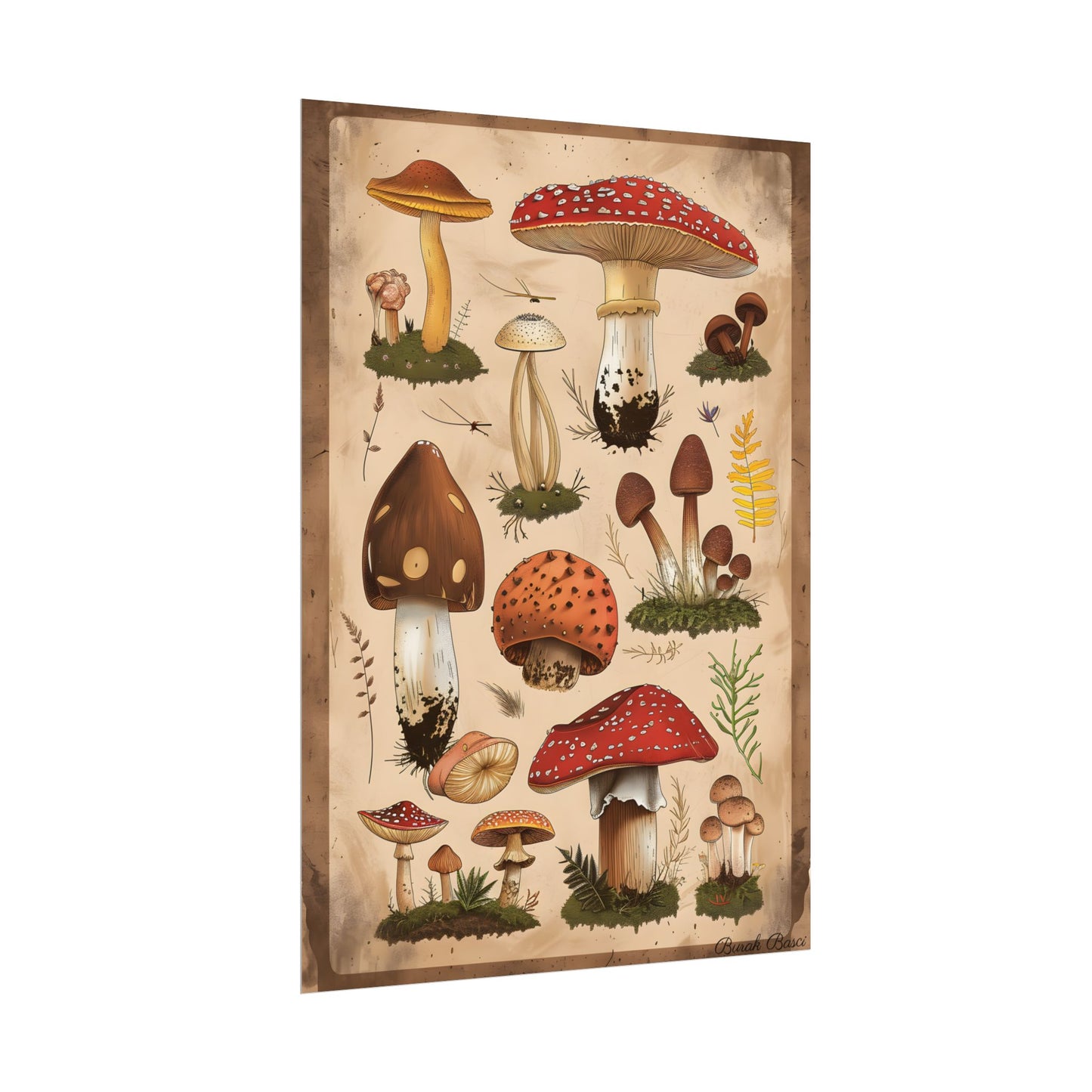 Vibrant Mushroom Species Poster: A Colorful Collection - Poster