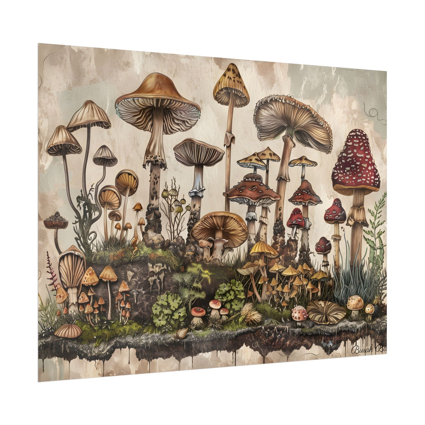 Vintage Mushroom Illustrations: A Collection of Unique Fungi - Poster