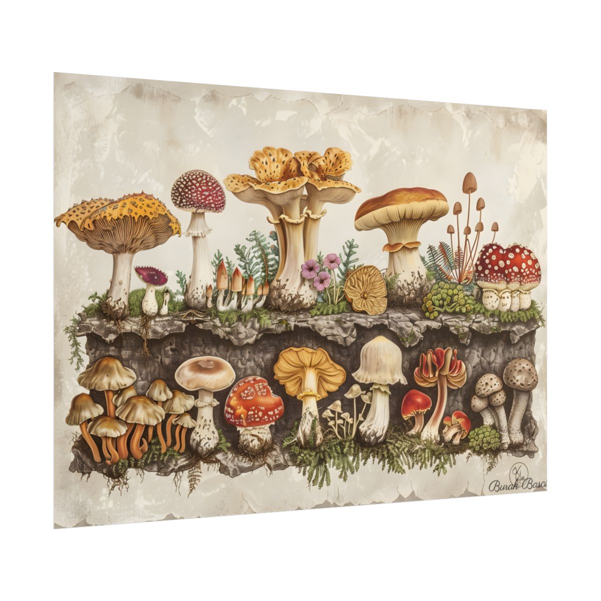 Vintage Mushroom Illustration: Detailed Artwork - Poster